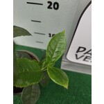 Eetbare tuin-edible garden Camellia sinensis - Le théier