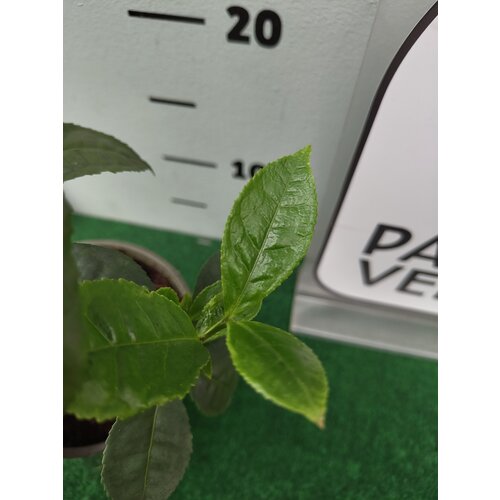 Eetbare tuin-edible garden Camellia sinensis - Le théier