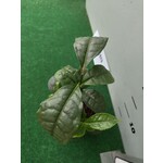 Eetbare tuin-edible garden Camellia sinensis - Le théier