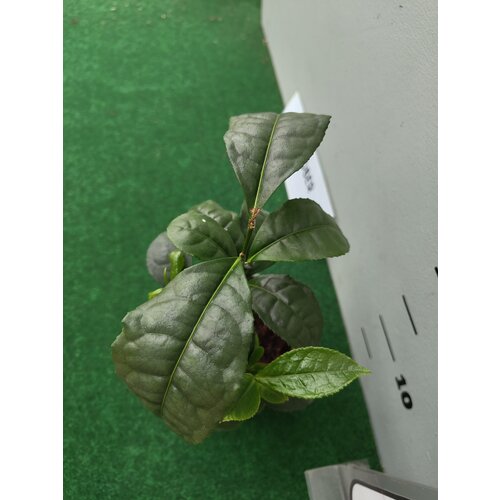 Eetbare tuin-edible garden Camellia sinensis - Le théier
