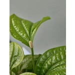 Eetbare tuin-edible garden Piper sarmentosum - Betel sauvage