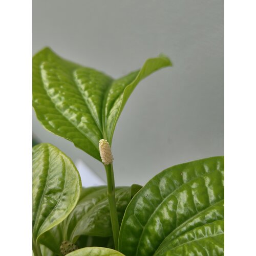 Eetbare tuin-edible garden Piper sarmentosum - Betel sauvage