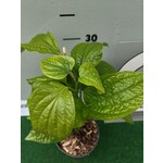 Eetbare tuin-edible garden Piper sarmentosum - Betel sauvage
