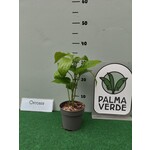 Eetbare tuin-edible garden Piper sarmentosum - Betel sauvage