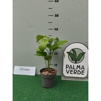 Eetbare tuin-edible garden Piper sarmentosum - Vietnamese leaf pepper