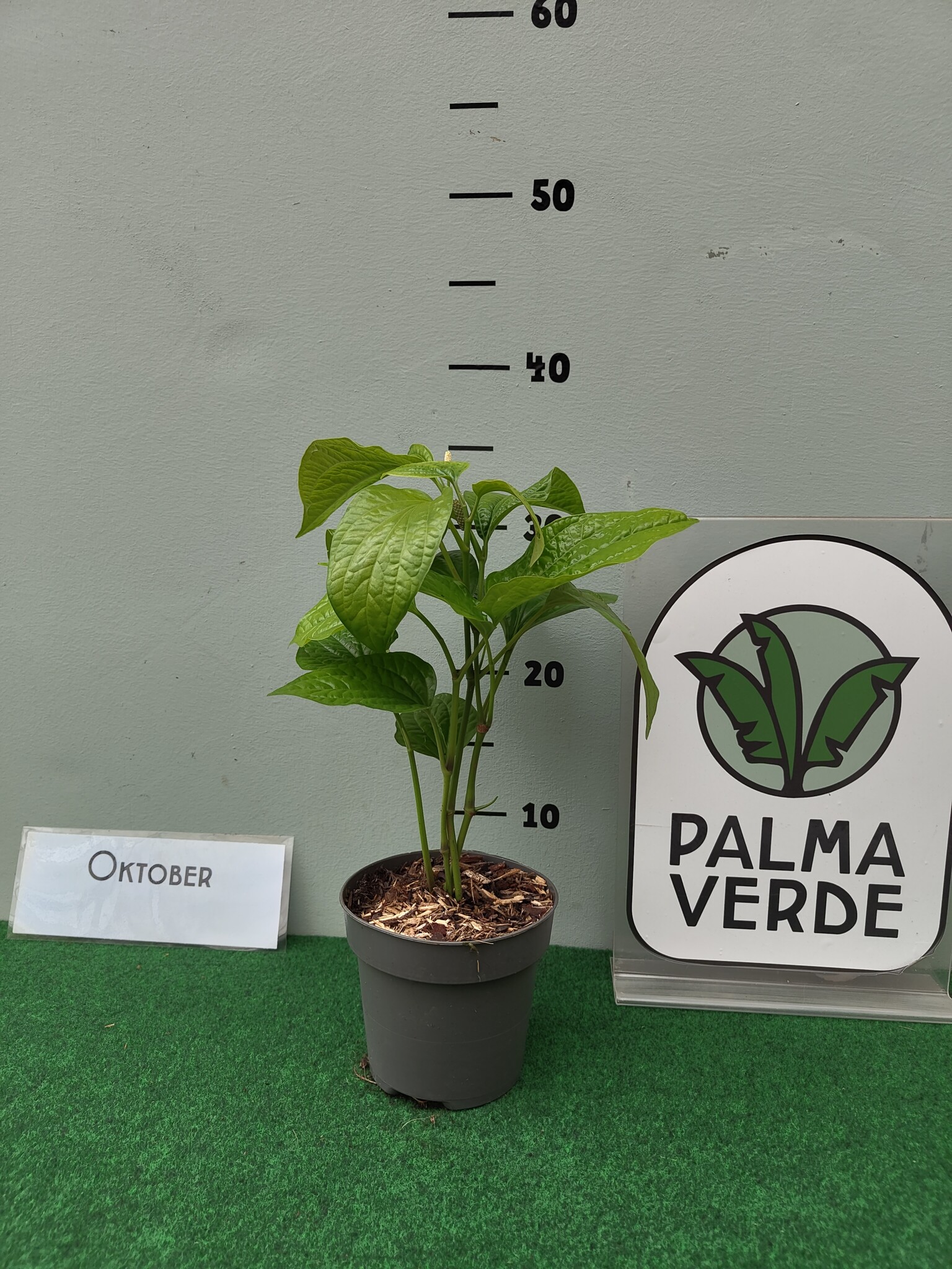 Piper sarmentosum - Vietnamese bladpeper - Wilde betelplant