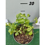 Eetbare tuin-edible garden Gynostemma pentaphyllum - Onsterfelijkheidskruid - Jiaogulan