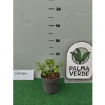 Eetbare tuin-edible garden Gynostemma pentaphyllum - Onsterfelijkheidskruid - Jiaogulan
