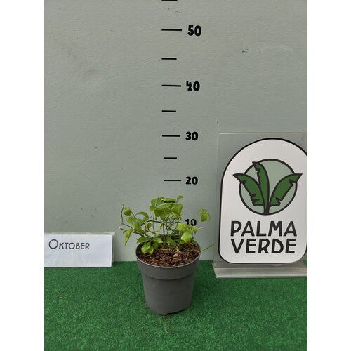 Eetbare tuin-edible garden Gynostemma pentaphyllum - Onsterfelijkheidskruid - Jiaogulan