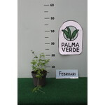 Eetbare tuin-edible garden Gynostemma pentaphyllum - Onsterfelijkheidskruid - Jiaogulan