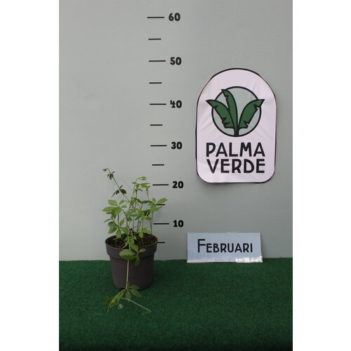 Eetbare tuin-edible garden Gynostemma pentaphyllum - Onsterfelijkheidskruid - Jiaogulan