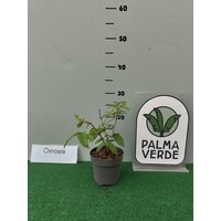 Bloemen-flowers Quisqualis indica