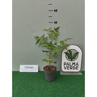 Eetbare tuin-edible garden Azadirachta indica - Neem tree