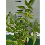 Eetbare tuin-edible garden Azadirachta indica - Neemboom