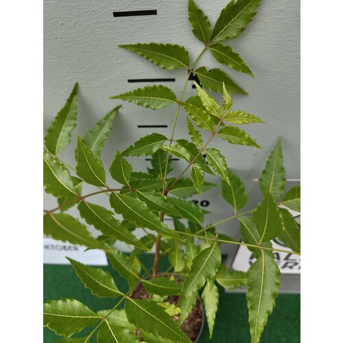Eetbare tuin-edible garden Azadirachta indica - Neemboom
