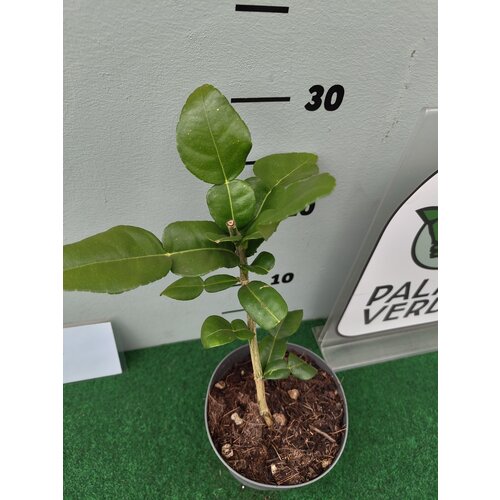 Eetbare tuin-edible garden Citrus hystrix - Djeroek poeroet - Kaffirlime