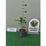 Eetbare tuin-edible garden Citrus hystrix - Djeroek poeroet - Kaffirlime