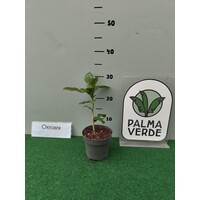 Eetbare tuin-edible garden Citrus hystrix - Djeroek poeroet - Kaffirlimoen