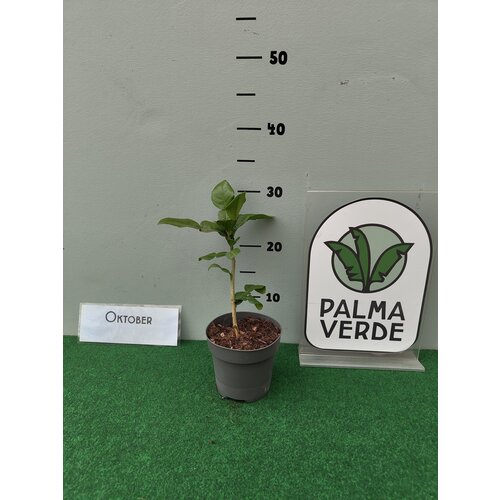 Eetbare tuin-edible garden Citrus hystrix - Djeroek poeroet - Kaffirlime