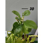 Eetbare tuin-edible garden Basella alba - Malabar spinach
