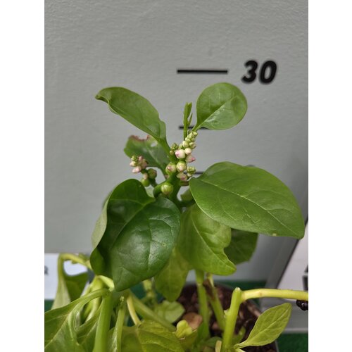 Eetbare tuin-edible garden Basella alba - Malabar spinach