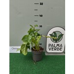 Eetbare tuin-edible garden Basella alba - Malabar spinach