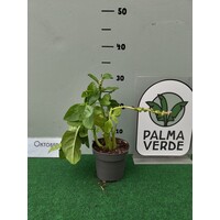 Eetbare tuin-edible garden Basella alba - Épinard de Malabar