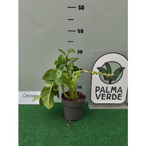 Eetbare tuin-edible garden Basella alba - Malabar spinach