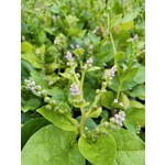Eetbare tuin-edible garden Basella alba - Malabar spinach