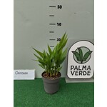 Eetbare tuin-edible garden Alpinia galanga - Laos