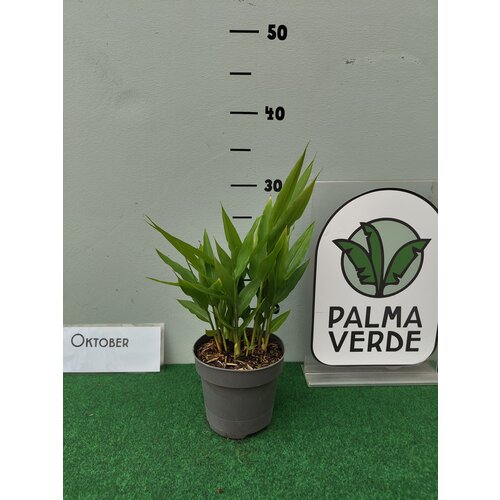 Eetbare tuin-edible garden Alpinia galanga - Gingembre de Chine