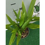 Eetbare tuin-edible garden Alpinia galanga - Laos
