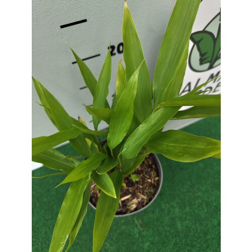 Eetbare tuin-edible garden Alpinia galanga - Gingembre de Chine