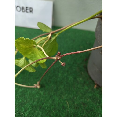 Eetbare tuin-edible garden Centella asiatica -  Gotu kola