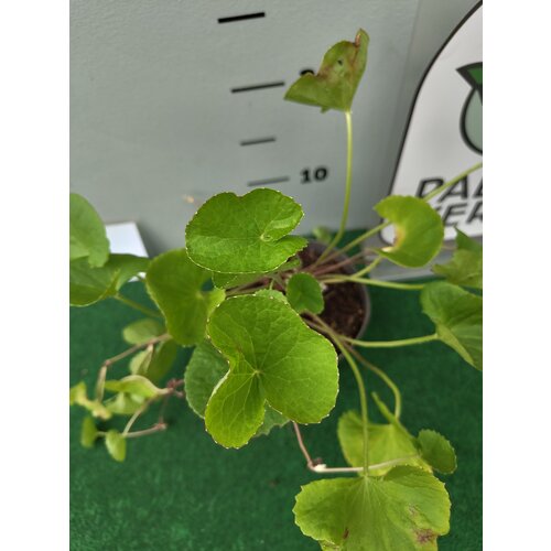 Eetbare tuin-edible garden Centella asiatica -  Gotu kola