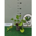 Eetbare tuin-edible garden Centella asiatica -  Gotu kola