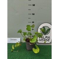 Eetbare tuin-edible garden Centella asiatica - Indian pennywort