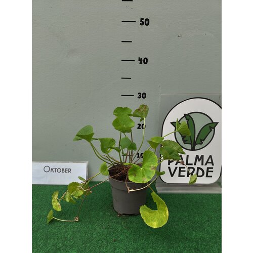 Eetbare tuin-edible garden Centella asiatica - Aziatische waternavel