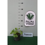 Eetbare tuin-edible garden Centella asiatica -  Gotu kola