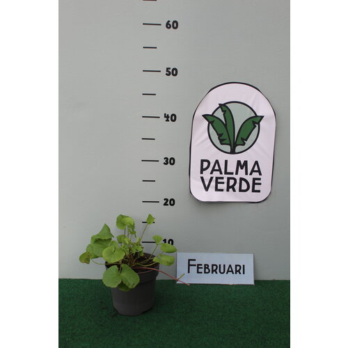 Eetbare tuin-edible garden Centella asiatica -  Gotu kola