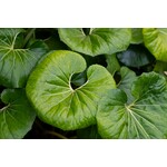 Blad-leaf Farfugium japonicum - Luipaardplant