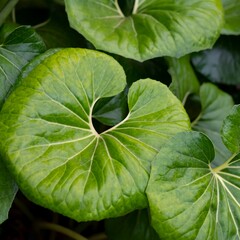 Blad-leaf Farfugium japonicum - Luipaardplant
