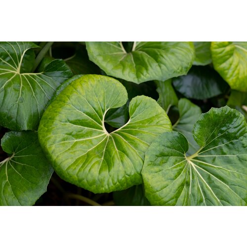 Blad-leaf Farfugium japonicum - Plant de Léopard