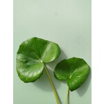 Blad-leaf Farfugium japonicum - Plant de Léopard