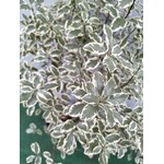 Bloemen-flowers Pittosporum tenuifolium Silver Queen - Kōhūhū - Black matipo