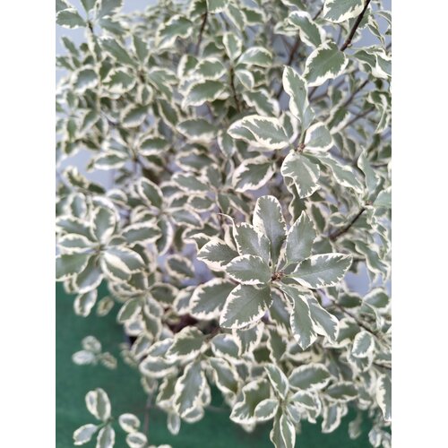 Bloemen-flowers Pittosporum tenuifolium Silver Queen - Kōhūhū - Black matipo