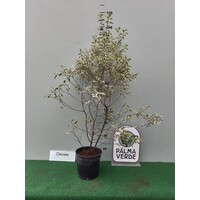 Bloemen-flowers Pittosporum tenuifolium Silver Queen - Kōhūhū - Pittospore de Nouvelle-Zélande