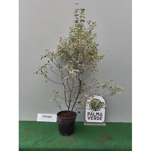 Bloemen-flowers Pittosporum tenuifolium Silver Queen - Kōhūhū - Black matipo