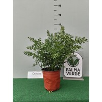 Bloemen-flowers Ruscus aculeatus - Fragon petit-houx