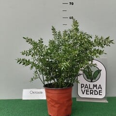 Bloemen-flowers Ruscus aculeatus -  Butcher's-broom